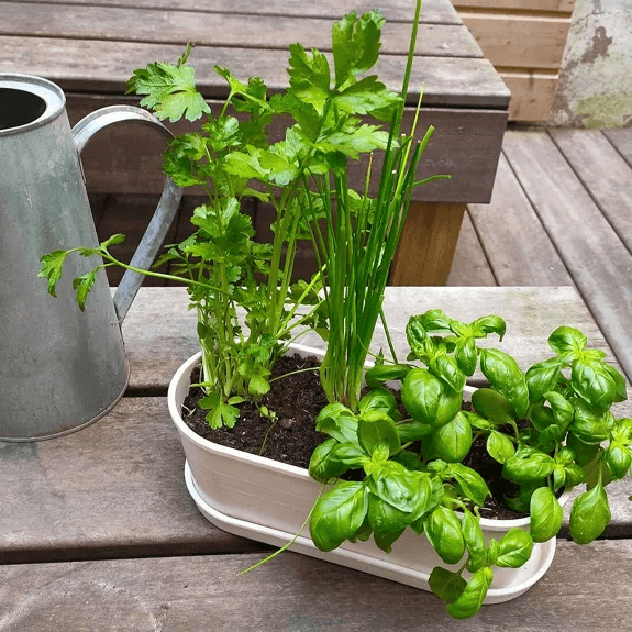 Aromates - Jardinière bambou - Radis et Capucine