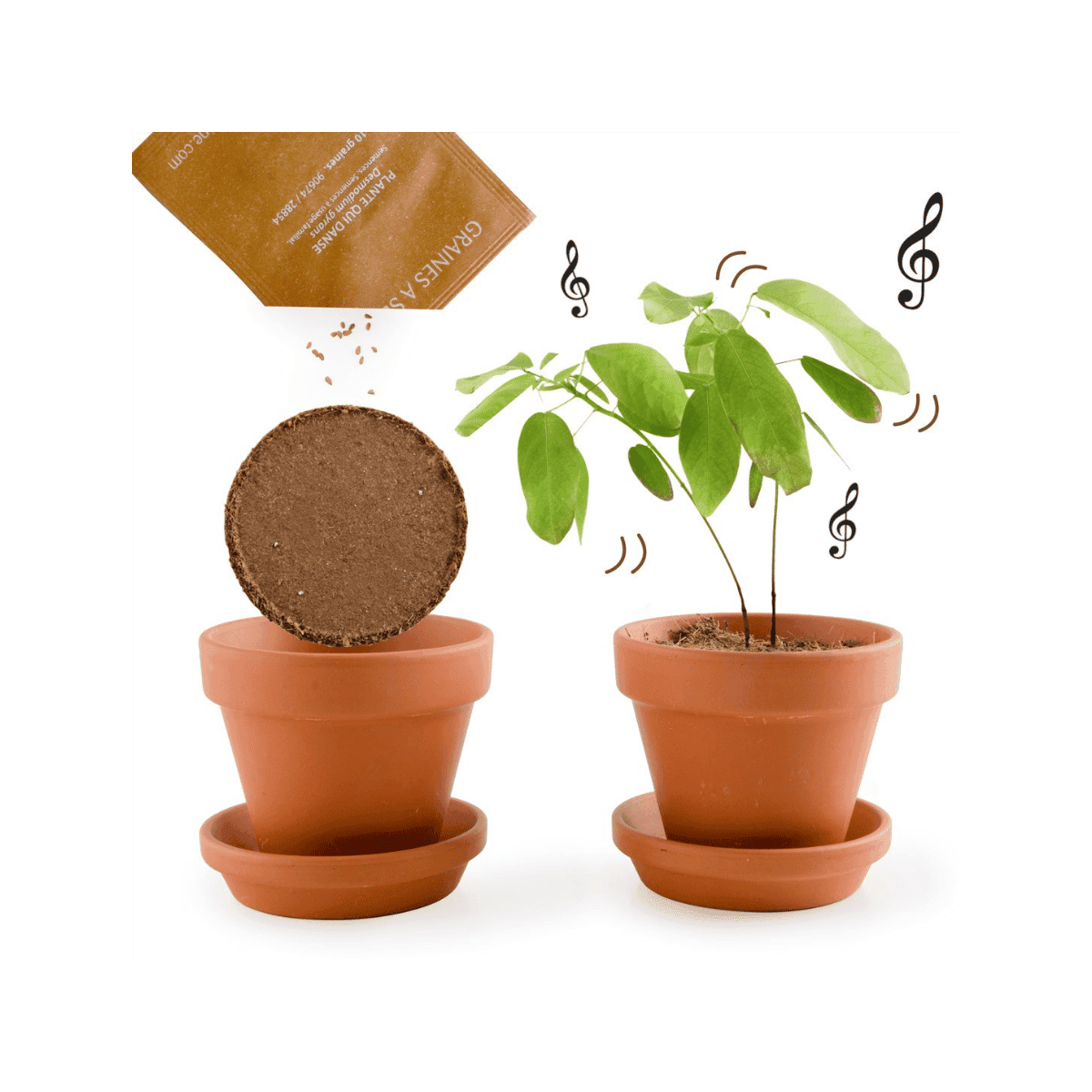 Graines de plante qui danse en pot de culture - Radis et Capucine