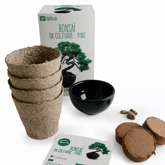 Kit Bonsaï Pin Parasol - Radis et Capucine
