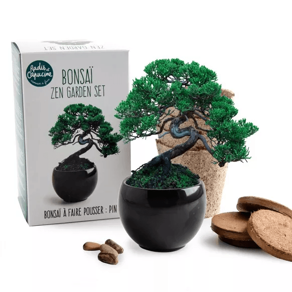 Kit Bonsaï Pin Parasol - Radis et Capucine
