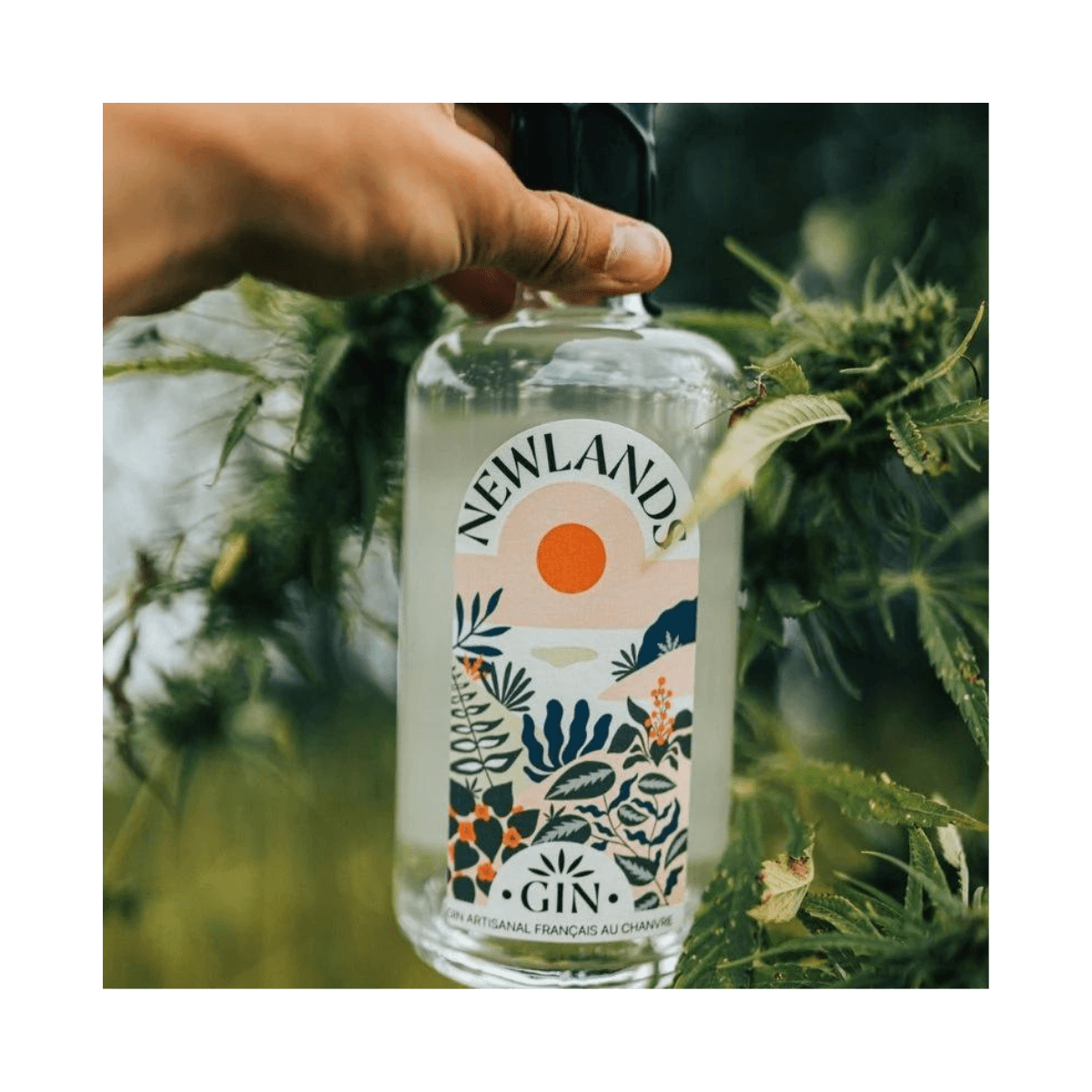 Gin au chanvre BIO - NEWLANDS - Maison Dutier