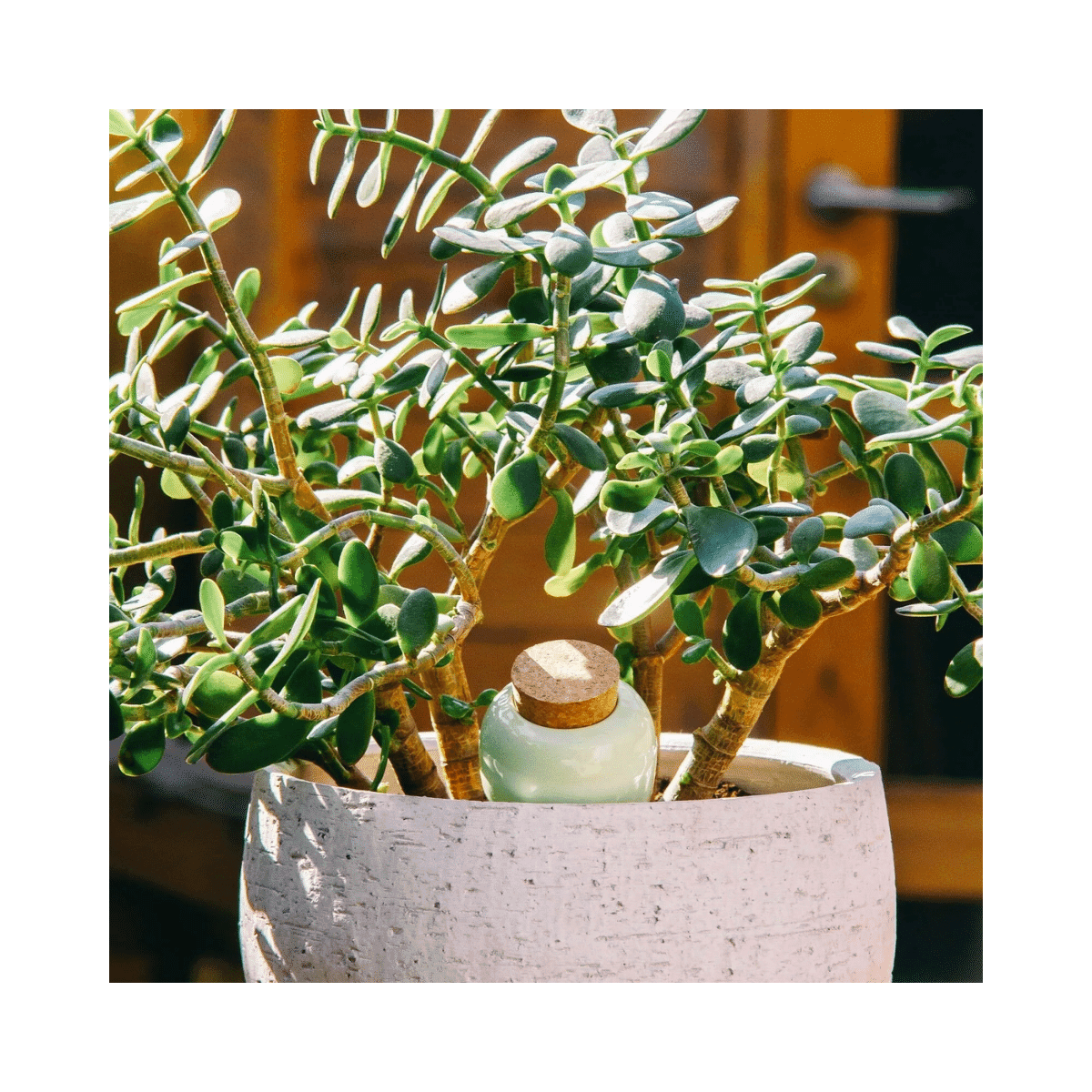 Olla hydratante Pepin - Vert - Pepin