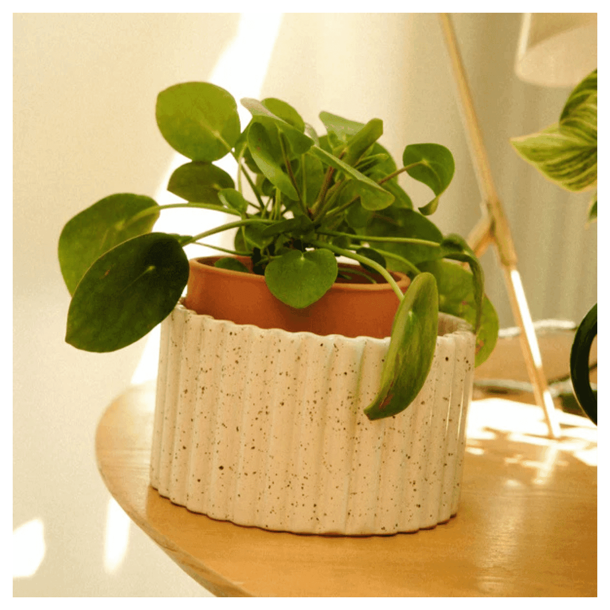 Pot autonome Paula (M)- Blanc grainé - Pepin