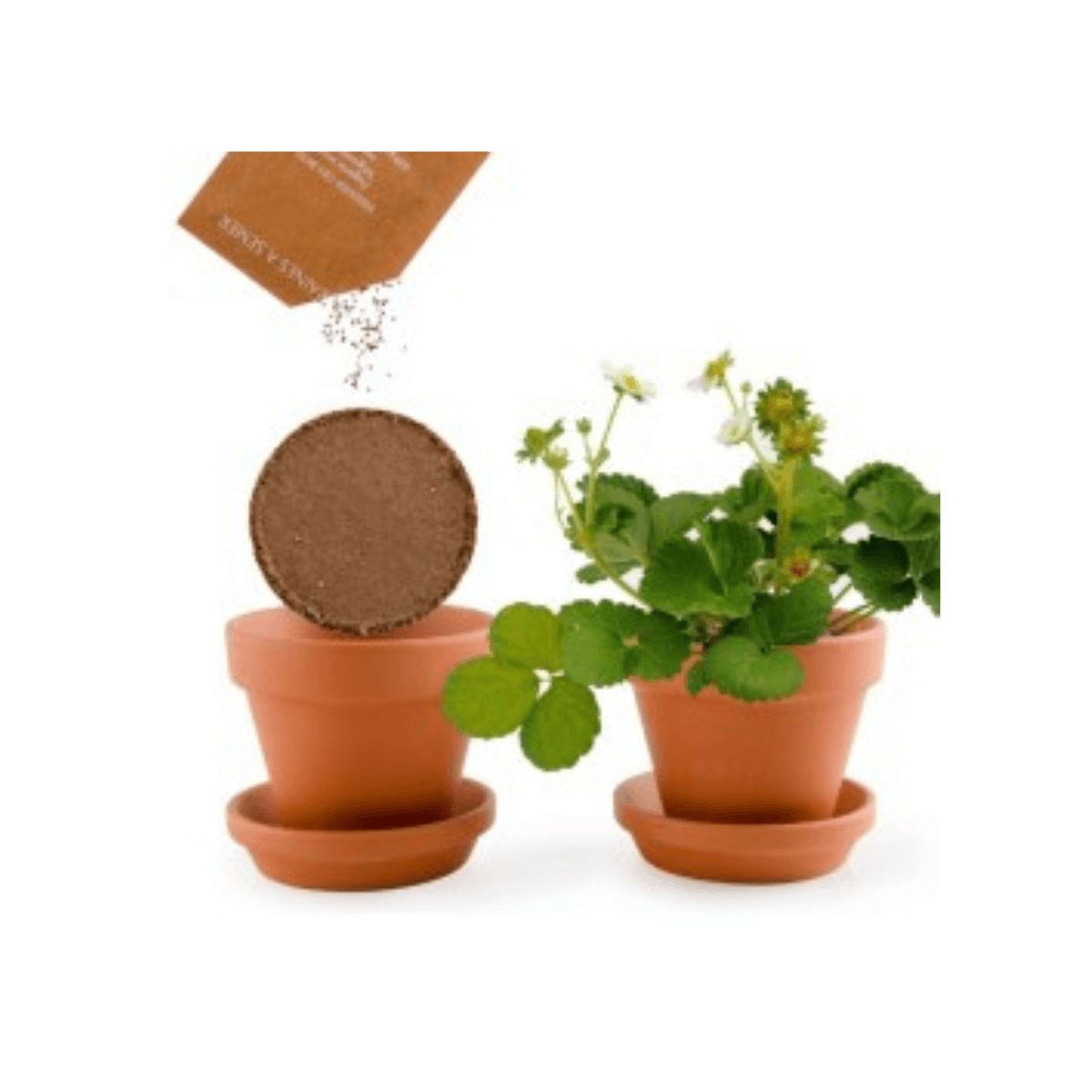 Mon petit Fraisier - pot 8 cm - Radis et Capucine