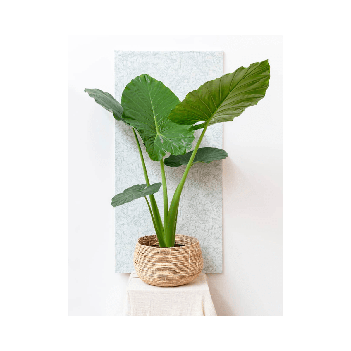 Set de 3 paniers en Abaca - Clair - ABACA FLOOR BASKET NATURAL - Originalhome
