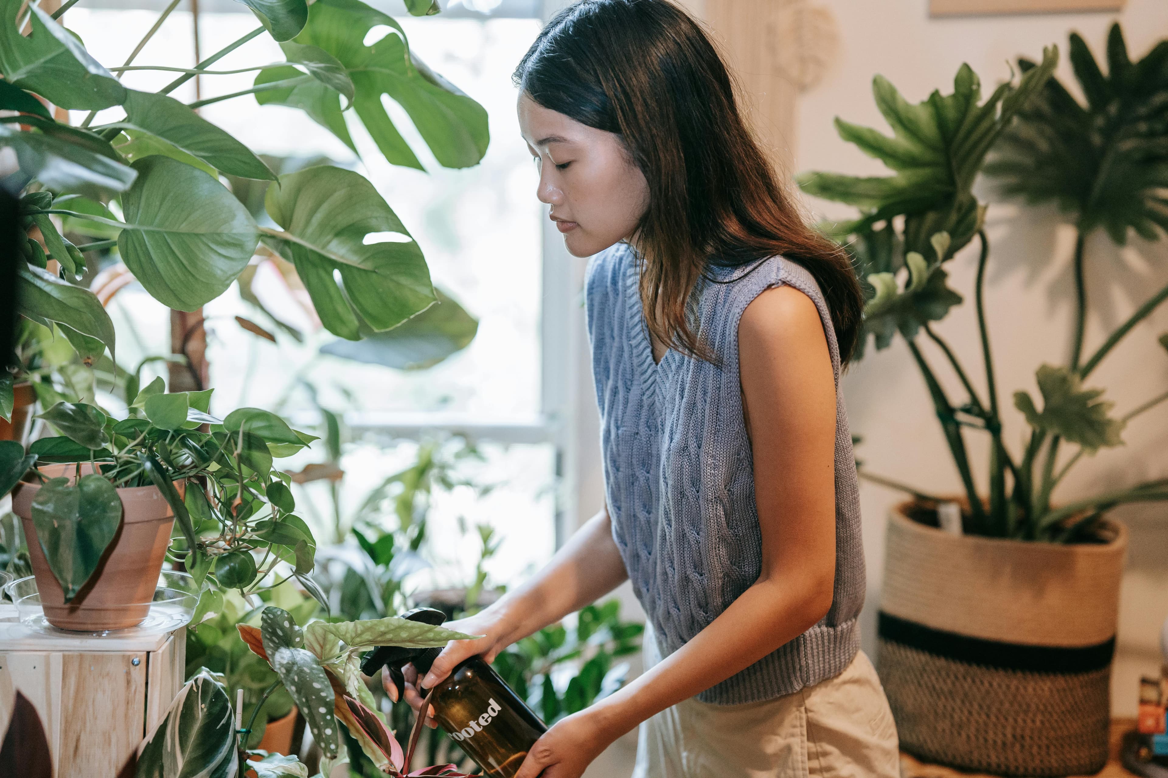 watering plant