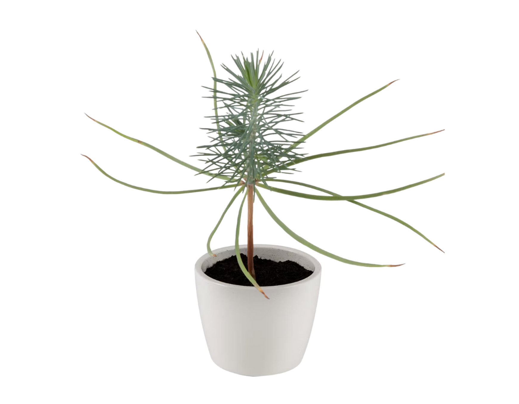 Plante qui pétille à faire pousser - 8cm