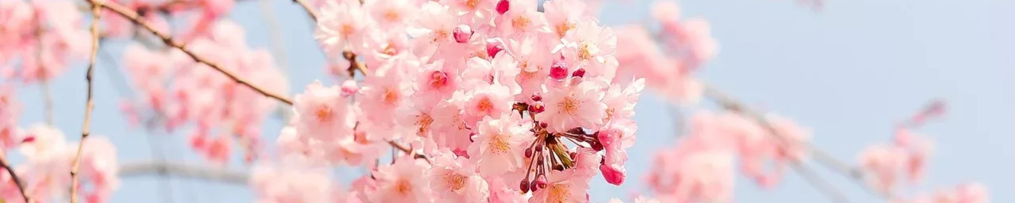 Cherry blossom tree 1225186 1280